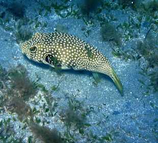 Schnorcheln Marsa Alam