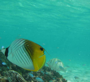 Schnorcheln/Lagune