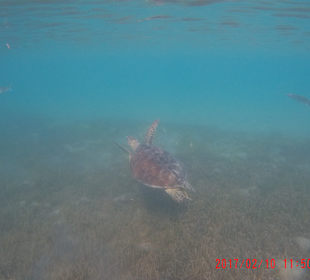 Schnorcheln Caribbean World Resorts Soma Bay