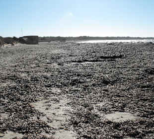 Leider sehr viel Seegras