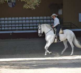 Stolzer Reiter mit seinem Pferd