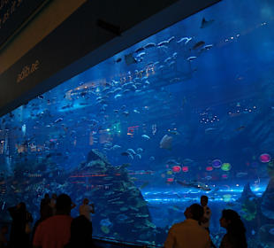 Aquarium von außen