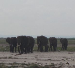 Die Elefanten von Amboseli