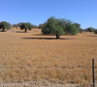 500 Jahre alte Olivenbäume