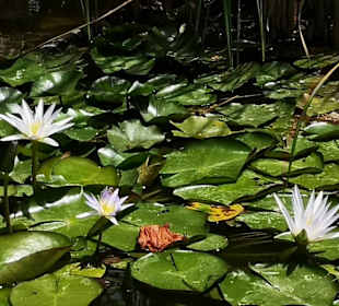 Botanischer Garten Puerto de la Cruz