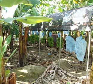 Auf der Bananenplantage