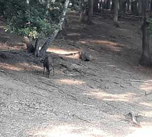 Direkter Kontakt zu den Tieren möglich