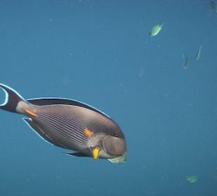 Arabischer Doktorfisch