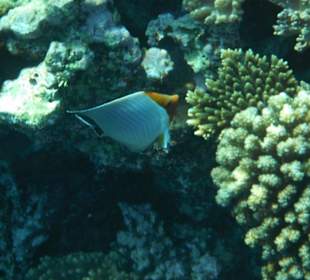 Hausriff Arabia Azur