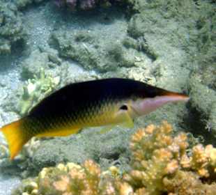 Fische