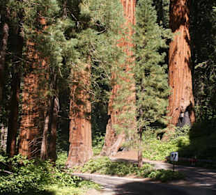 Mit dem Auto durch den Sequoia Hain