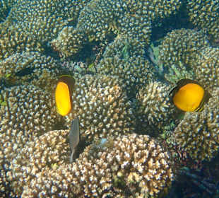 Unterwasserwelt Musandam