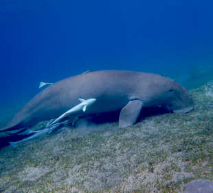 Tauchbasis Scuba World Divers Marsa Alam