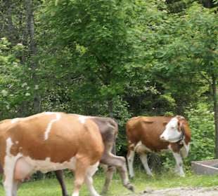 Freilaufende Kühe