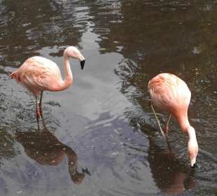 Weltvogelpark Walsrode