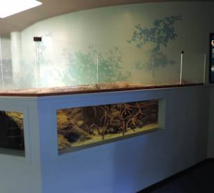 Im Aquarium unterwegs