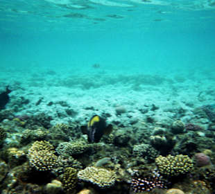 Einmalige Unterwasserwelt