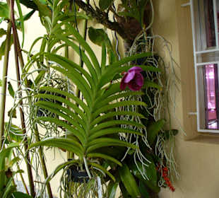 In Pregetter's Orchideengarten