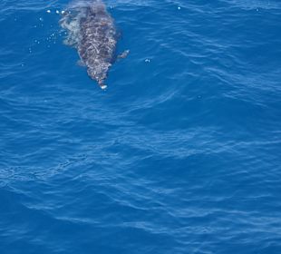 Delfin na snurkowaniu