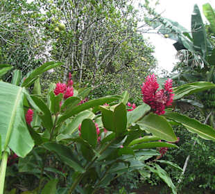 Blumenvielfalt am Rande des Weges