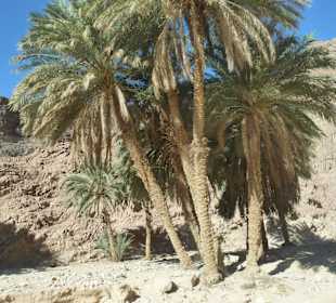 Oase in der Wüste