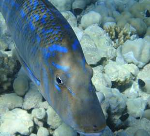 Blaustreifen Schnapper