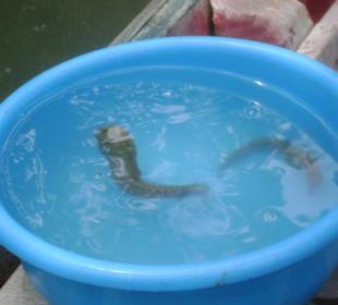 I cavalli marini di mangue seco