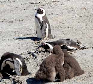 Erwachsene Tiere und Junge