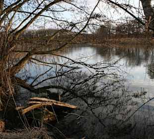 Spiegelung der Äste im Wasser