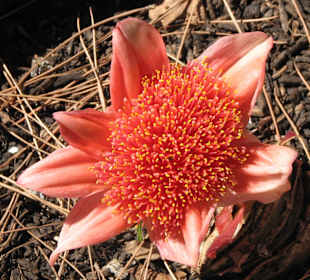 Unbekannte schöne Blüte einer Zwiebel