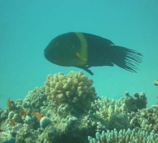 Grossfisch beim The Breakers Diving and Surfing Lodge
