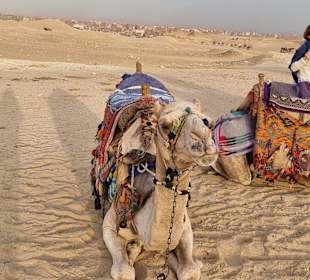 Kamele, kann man zum reiten leihen