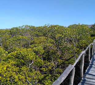 Weg durch die Mangroven