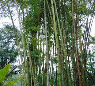 La Paz Waterfall Gardens