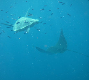 Schnorcheln Marsa Alam