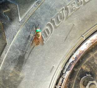 Begegnung der unheimlichen Art