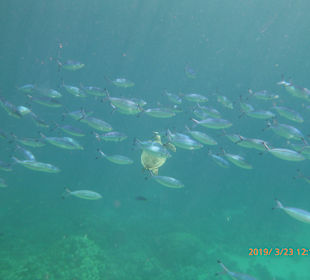 Schnorcheln Makadi Bay