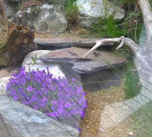 Eurasienbereich - Perleidechse