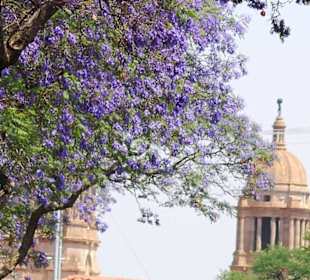 Jacaranda-Baum beim Regierungsviertel
