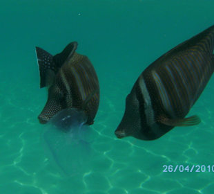 Eine Qualle zum Frühstück