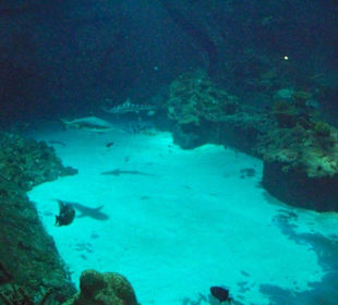 Tropenaquarium Hagenbeck