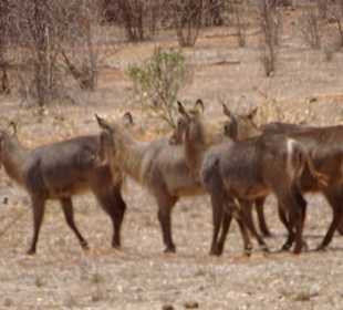 Waserböcke im Ngutuni Gebiet