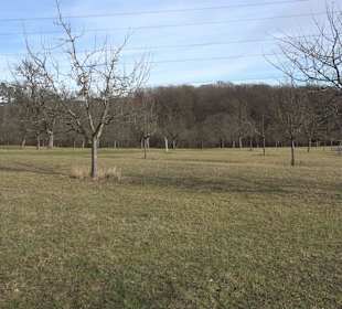 Obstsortenmuseum Pliezhausen