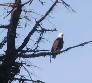 Adler am Deka Lake
