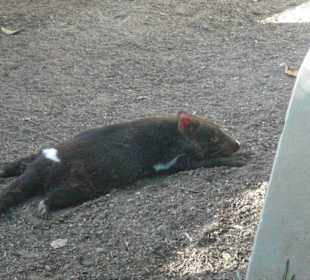 Tasmanian Devil