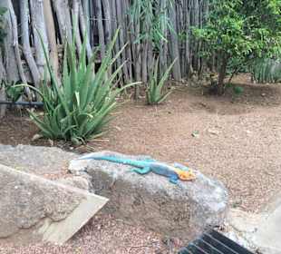 Lag auf einem Stein in unserem 1. Camp (Sentrim)