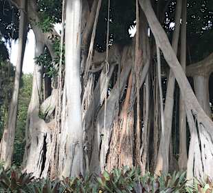 Botanischer Garten Puerto de la Cruz