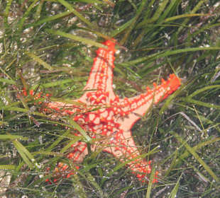 Seestern 