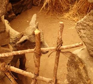 Kleiner Stall für Ziege