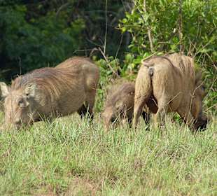 Warzenschweine im Nationalpark